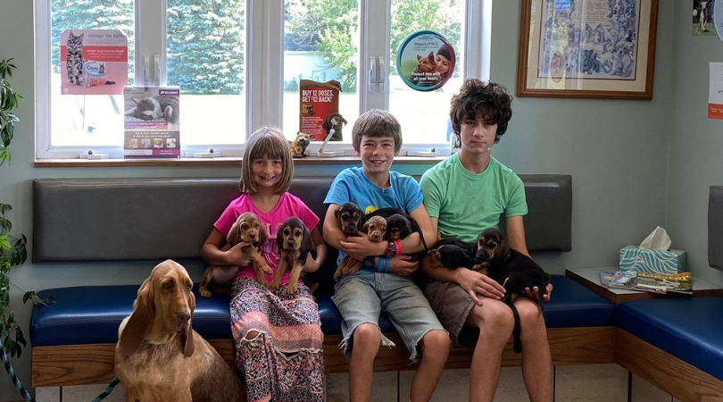 Read more about the article Country Veterinary Service