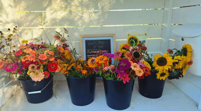 Read more about the article Lockhart Lane & Seed